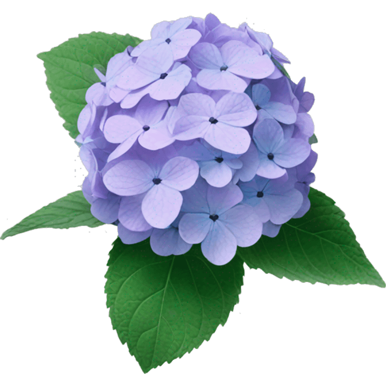 Hydrangea Celeste flower emoji