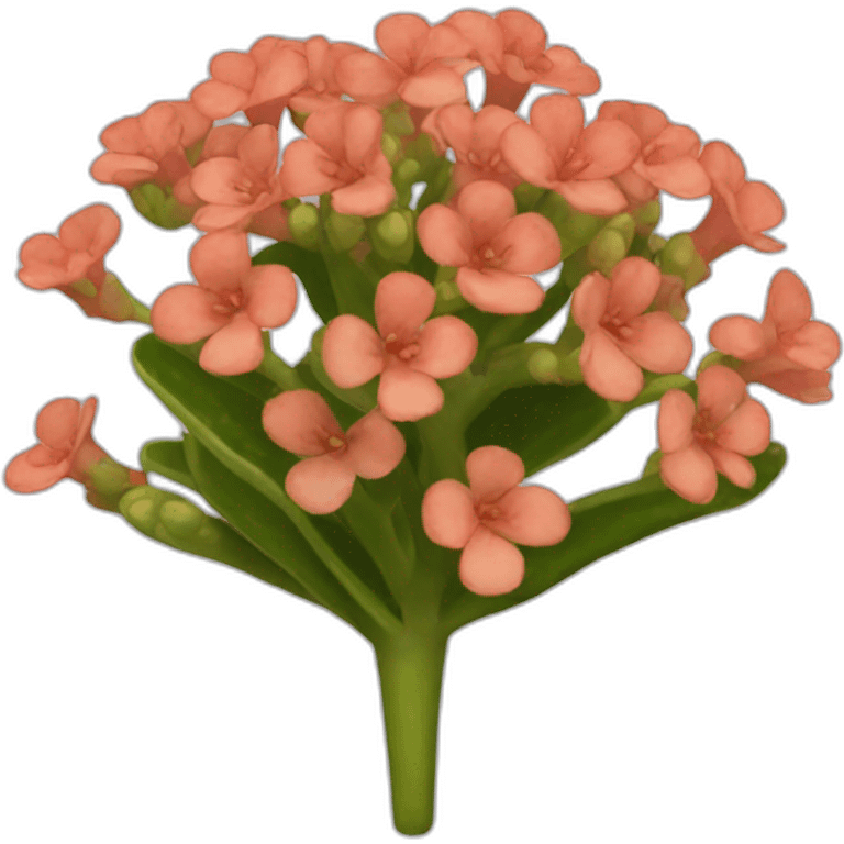 kalanchoe thyrsiflora emoji