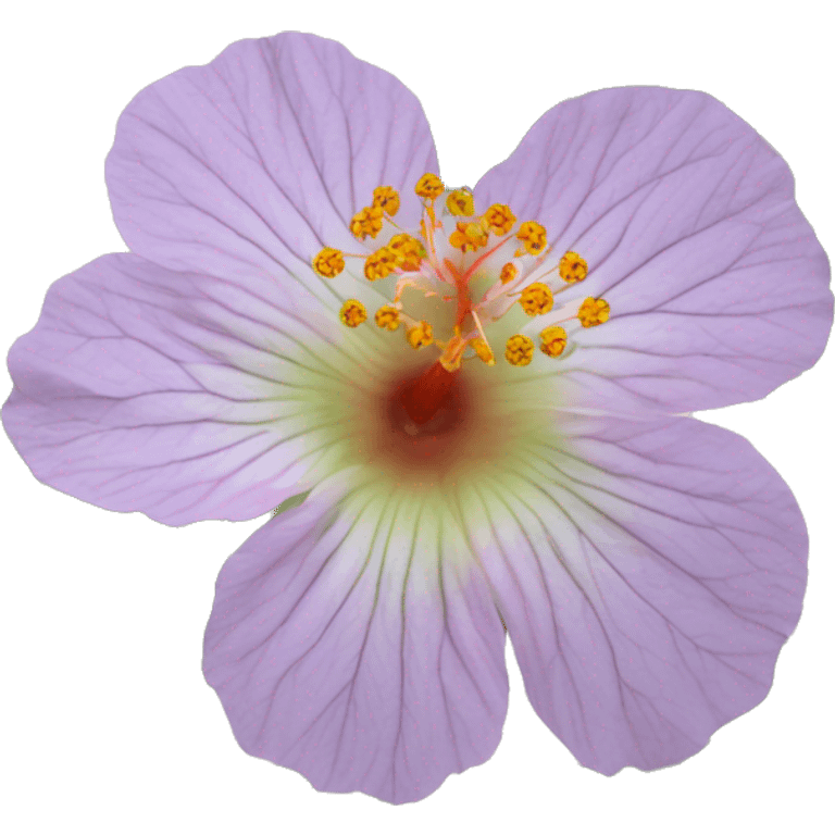 Abutilon abutiloides	Shrubby Indian mallow emoji